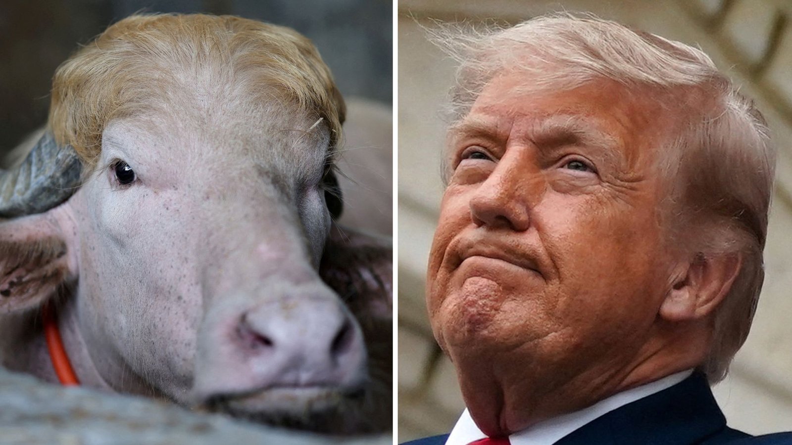 Viral ‘Donald Trump’ buffalo spared from sacrifice in Bangladesh